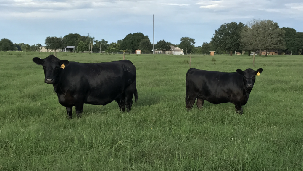 Emerson Angus ET and IVF success