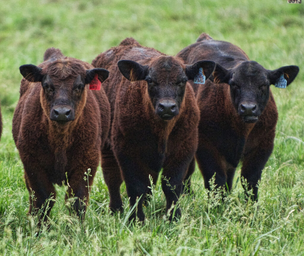 Three cloned calves