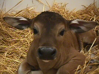 Cloned banteng calf