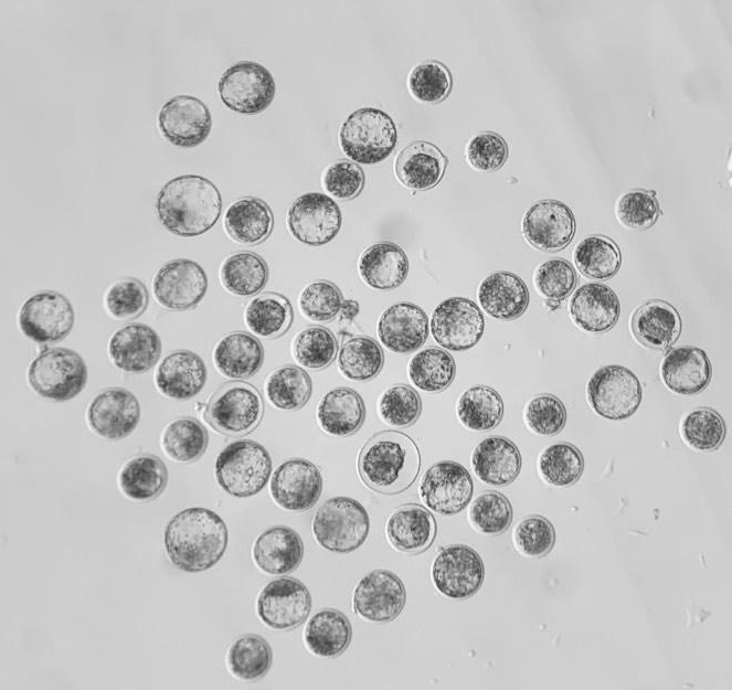 Do Cows Have Eggs? Exploring the Foundation of Cattle Reproduction