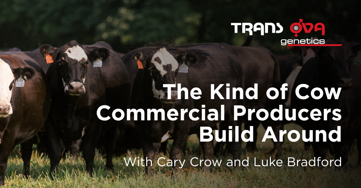 The Kind of Cow Commercial Producers Build Around