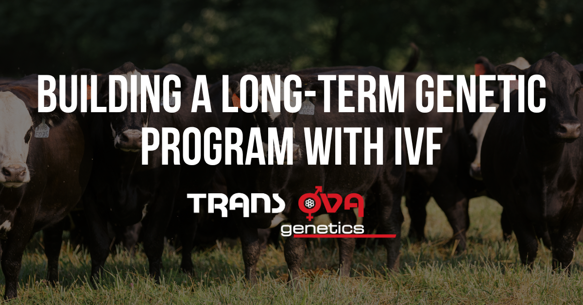 Building a Long-Term Genetic Program with IVF
